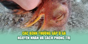 Các Bệnh Thường Gặp Ở Gà – Nguyên Nhân và Cách Phòng Trị