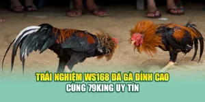 Trải Nghiệm WS168 Đá Gà Đỉnh Cao Cùng 79King Uy Tín